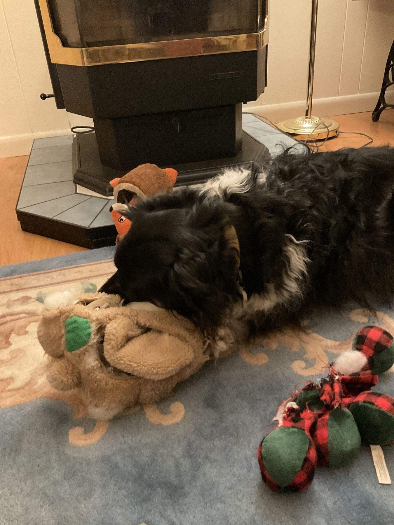 dog with toy