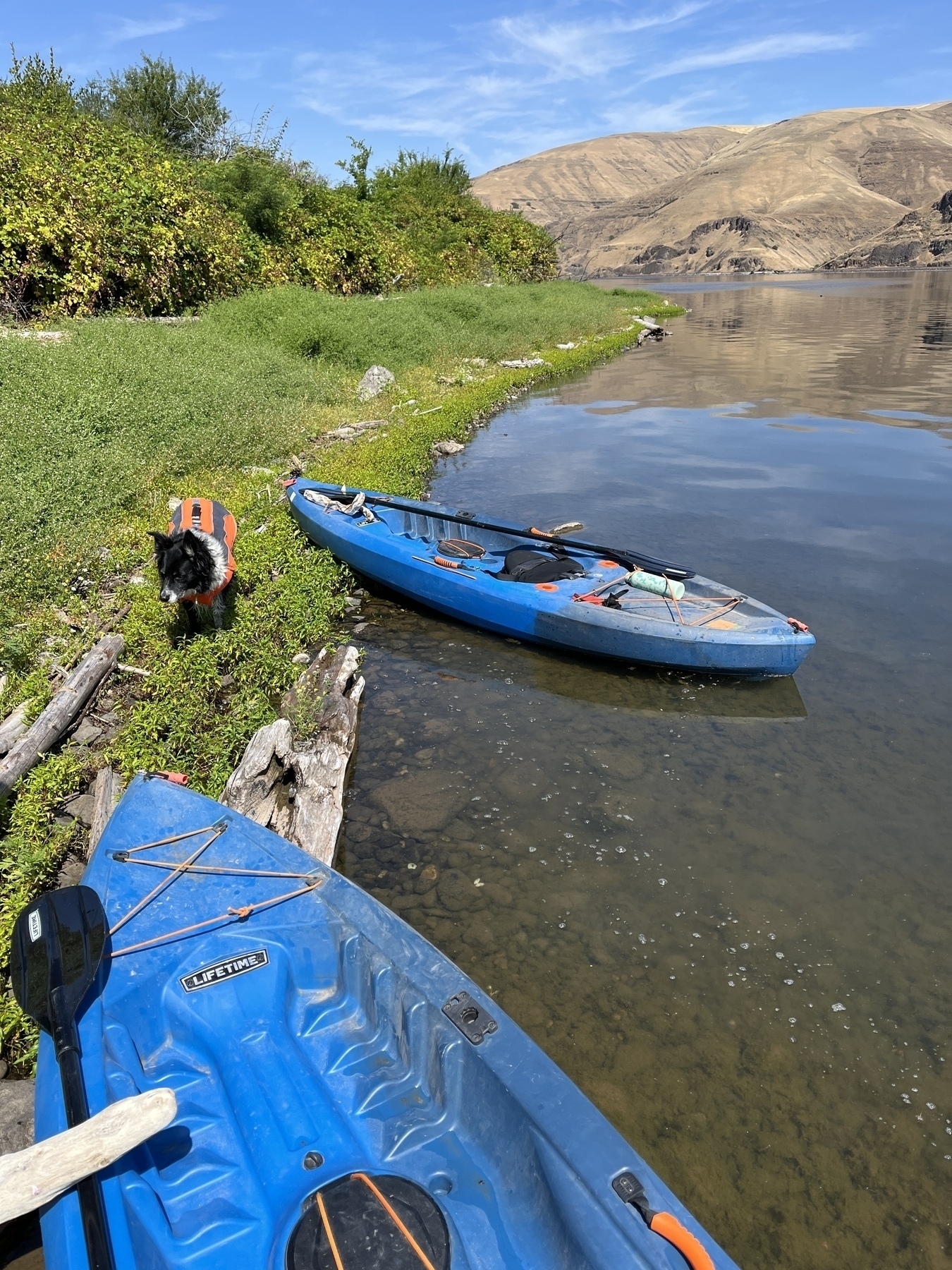 Two blue kayaks are resting on the shore of a calm body of water, with a dog wearing an orange life vest nearby and a scenic background of trees and hills.