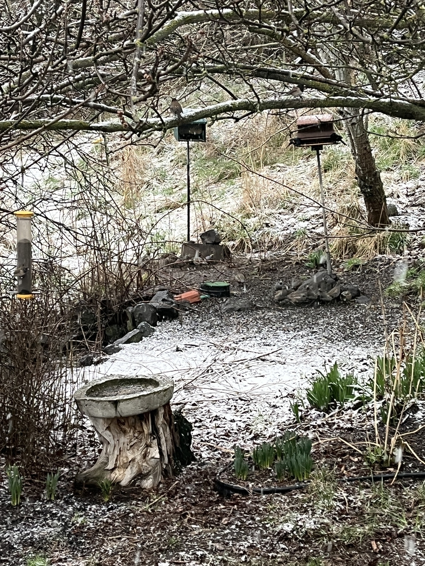 A snowy garden scene shows birds gathered around feeders with bare tree branches and a tree stump in the foreground.