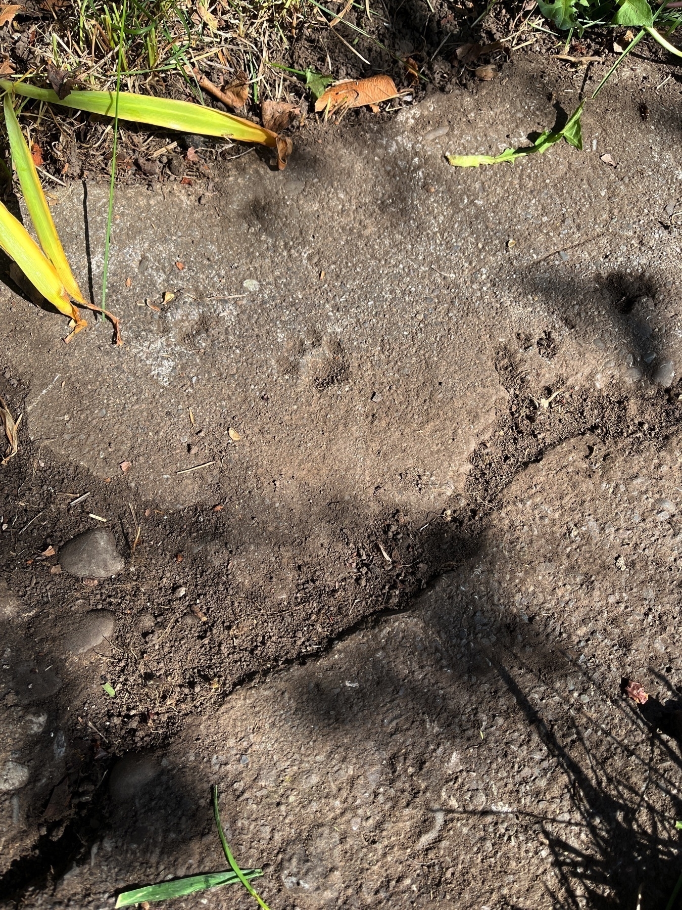 Cat footprint in old cement sidewalk